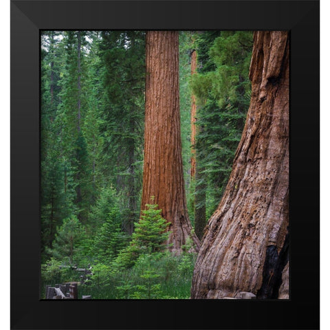 Mariposa Grove-Yosemite-Sierra Mountains-California-USA Black Modern Wood Framed Art Print by Miller, Anna