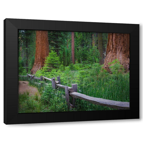 Mariposa Grove-Yosemite-Sierra Mountains-California-USA Black Modern Wood Framed Art Print with Double Matting by Miller, Anna