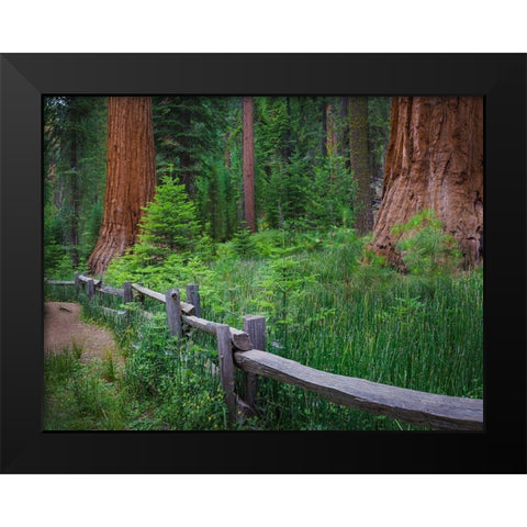 Mariposa Grove-Yosemite-Sierra Mountains-California-USA Black Modern Wood Framed Art Print by Miller, Anna