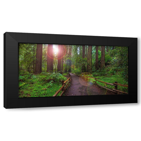 Muir Woods National Monument-Marin County-California-USA Black Modern Wood Framed Art Print with Double Matting by Miller, Anna
