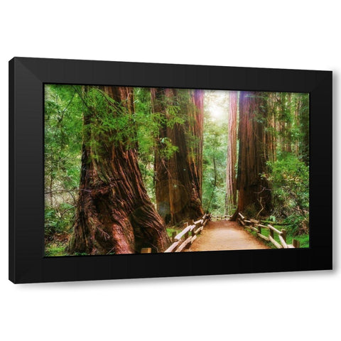 Muir Woods National Monument-Marin County-California-USA Black Modern Wood Framed Art Print with Double Matting by Miller, Anna