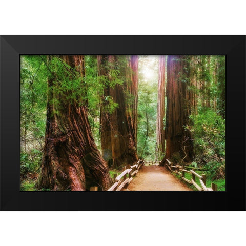 Muir Woods National Monument-Marin County-California-USA Black Modern Wood Framed Art Print by Miller, Anna