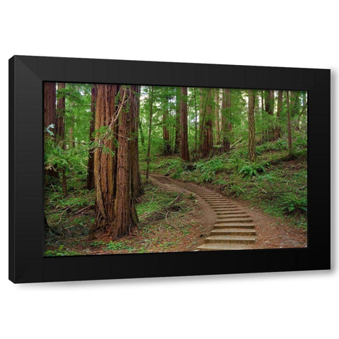 Muir Woods National Monument-Marin County-California-USA Black Modern Wood Framed Art Print by Miller, Anna