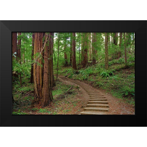 Muir Woods National Monument-Marin County-California-USA Black Modern Wood Framed Art Print by Miller, Anna