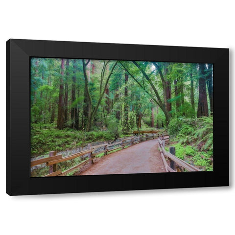 Muir Woods National Monument-Marin County-California-USA Black Modern Wood Framed Art Print with Double Matting by Miller, Anna