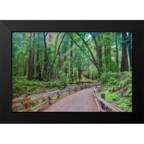Muir Woods National Monument-Marin County-California-USA Black Modern Wood Framed Art Print by Miller, Anna