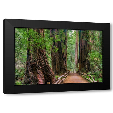 Muir Woods National Monument-Marin County-California-USA Black Modern Wood Framed Art Print with Double Matting by Miller, Anna