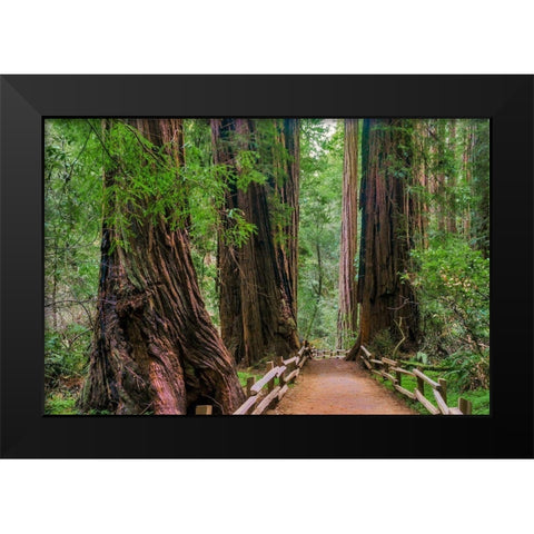 Muir Woods National Monument-Marin County-California-USA Black Modern Wood Framed Art Print by Miller, Anna