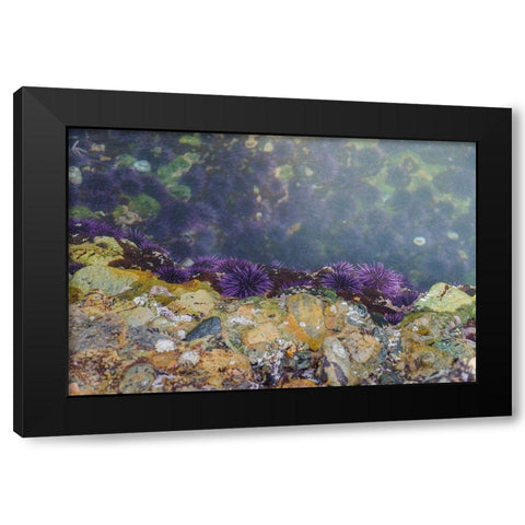 Purple Sea Urchins-Point Lobos State Natural Reserve-California-USA Black Modern Wood Framed Art Print by Miller, Anna