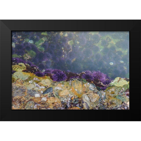 Purple Sea Urchins-Point Lobos State Natural Reserve-California-USA Black Modern Wood Framed Art Print by Miller, Anna