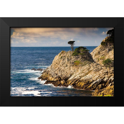 Cypress on Coastal Cliff-Point Lobos State Natural Reserve-California-USA Black Modern Wood Framed Art Print by Miller, Anna