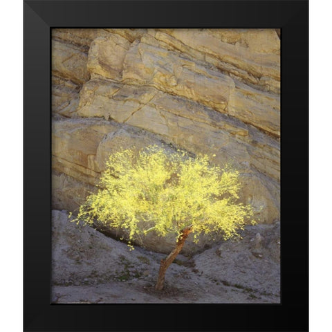 CA, Mecca Hills, A flowering Palo Verde tree Black Modern Wood Framed Art Print by Talbot Frank, Christopher