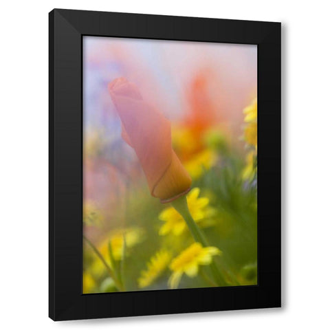 CA, Antelope Valley, Abstract of poppies Black Modern Wood Framed Art Print with Double Matting by Anon, Ellen