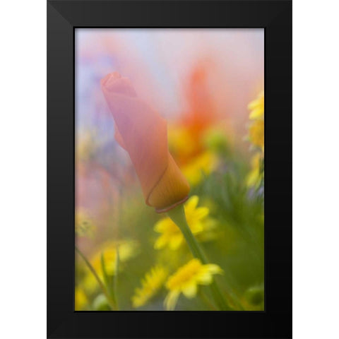 CA, Antelope Valley, Abstract of poppies Black Modern Wood Framed Art Print by Anon, Ellen