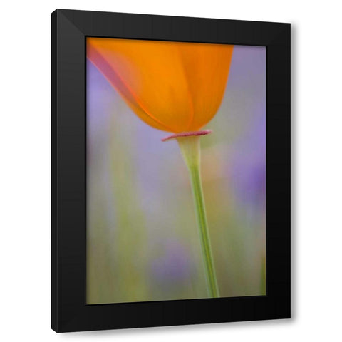 California, Antelope Valley, Poppy flower Black Modern Wood Framed Art Print with Double Matting by Anon, Ellen