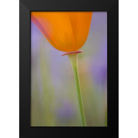 California, Antelope Valley, Poppy flower Black Modern Wood Framed Art Print by Anon, Ellen