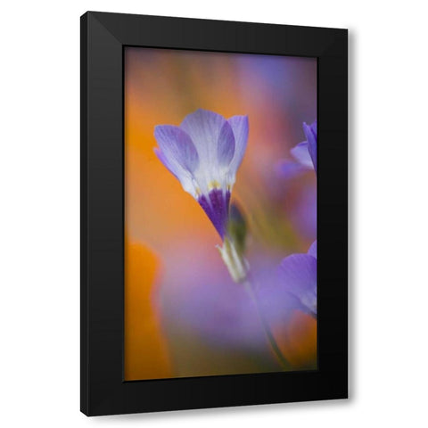California, Antelope Valley, Gilia flower Black Modern Wood Framed Art Print by Anon, Ellen