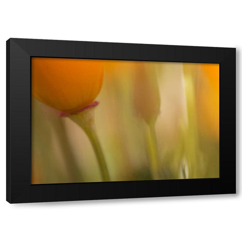 California, Antelope Valley, Abstract of poppies Black Modern Wood Framed Art Print with Double Matting by Anon, Ellen