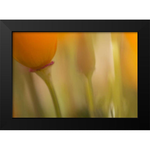 California, Antelope Valley, Abstract of poppies Black Modern Wood Framed Art Print by Anon, Ellen
