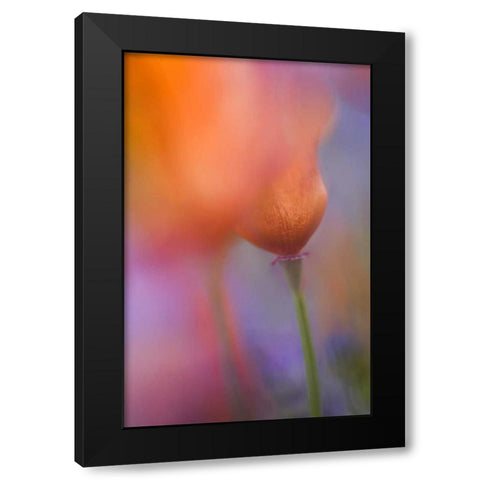 CA, Antelope Valley, Abstract of wild poppies Black Modern Wood Framed Art Print by Anon, Ellen