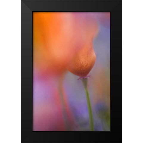 CA, Antelope Valley, Abstract of wild poppies Black Modern Wood Framed Art Print by Anon, Ellen