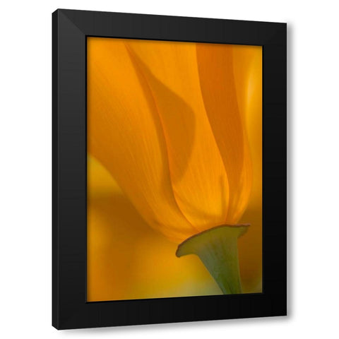 California, Antelope Valley, Backlit poppy Black Modern Wood Framed Art Print with Double Matting by Anon, Ellen