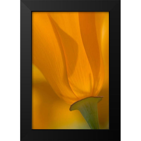 California, Antelope Valley, Backlit poppy Black Modern Wood Framed Art Print by Anon, Ellen