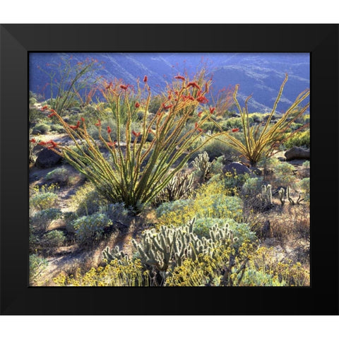 CA, Anza-Borrego Ocotillo cactus and brittlebush Black Modern Wood Framed Art Print by Talbot Frank, Christopher