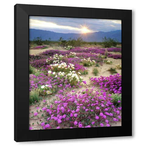 CA, Anza-Borrego Desert wildflowers at sunset Black Modern Wood Framed Art Print with Double Matting by Talbot Frank, Christopher
