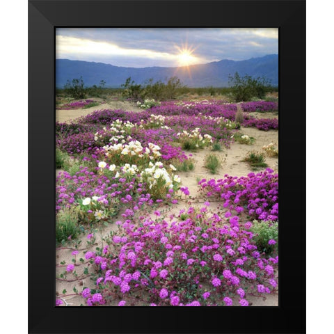 CA, Anza-Borrego Desert wildflowers at sunset Black Modern Wood Framed Art Print by Talbot Frank, Christopher