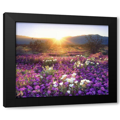 CA, Anza-Borrego Desert wildflowers at sunset Black Modern Wood Framed Art Print by Talbot Frank, Christopher