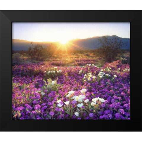 CA, Anza-Borrego Desert wildflowers at sunset Black Modern Wood Framed Art Print by Talbot Frank, Christopher