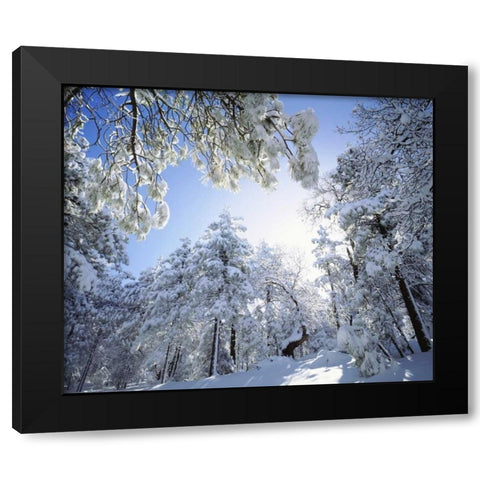CA, Cleveland NF, Laguna Mts, Snowed trees in sun Black Modern Wood Framed Art Print with Double Matting by Talbot Frank, Christopher