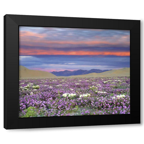 CA, Anza-Borrego Desert wildflowers at sunset Black Modern Wood Framed Art Print with Double Matting by Talbot Frank, Christopher
