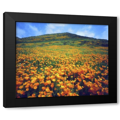 CA, Lake Elsinore California poppies on a hill Black Modern Wood Framed Art Print with Double Matting by Talbot Frank, Christopher