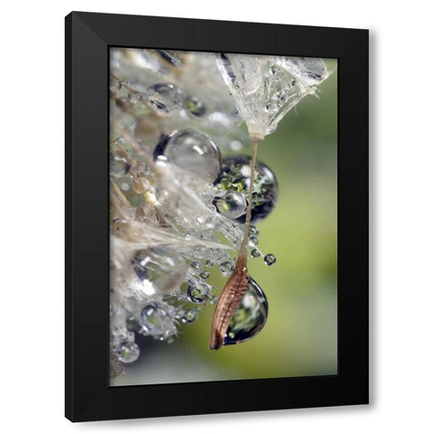 CA, San Diego, Water droplets on a dandelion seed Black Modern Wood Framed Art Print by Talbot Frank, Christopher