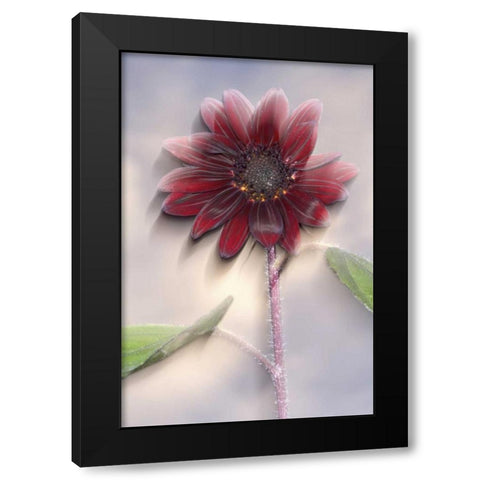 California, San Diego, Hybrid sunflower at sunset Black Modern Wood Framed Art Print by Talbot Frank, Christopher