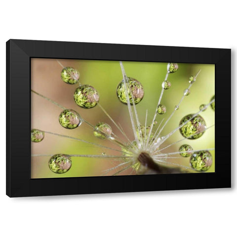 CA, San Diego Water droplets on dandelion seed Black Modern Wood Framed Art Print by Talbot Frank, Christopher