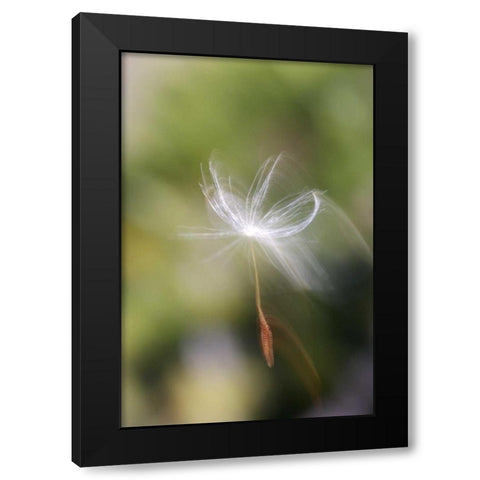 CA, San Diego, Dandelion seed blowing in the wind Black Modern Wood Framed Art Print by Talbot Frank, Christopher