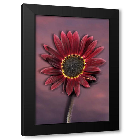 California, San Diego, Hybrid sunflower at sunset Black Modern Wood Framed Art Print by Talbot Frank, Christopher