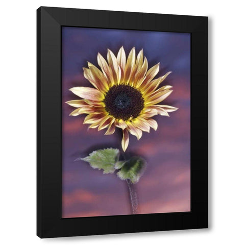 California, San Diego, Hybrid sunflower at sunset Black Modern Wood Framed Art Print by Talbot Frank, Christopher