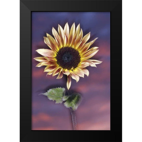 California, San Diego, Hybrid sunflower at sunset Black Modern Wood Framed Art Print by Talbot Frank, Christopher
