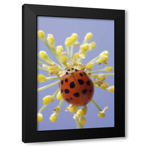 California, San Diego, A lady beetle on a flower Black Modern Wood Framed Art Print by Talbot Frank, Christopher