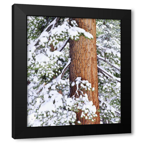 CA, Sierra Nevada Fresh snow on red fir trees Black Modern Wood Framed Art Print by Talbot Frank, Christopher