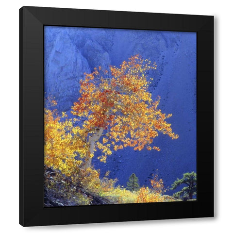 CA, Sierra Nevada Sunlight on an aspen in autumn Black Modern Wood Framed Art Print by Talbot Frank, Christopher