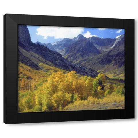 CA, Sierra NevadaÂ Aspen trees in autumn Black Modern Wood Framed Art Print by Talbot Frank, Christopher