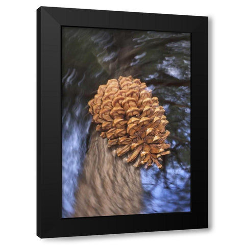 CA, Sierra Nevada, A Ponderosa pine cone Black Modern Wood Framed Art Print by Talbot Frank, Christopher