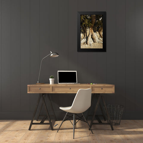 CA, White Mts, The Patriarch bristlecone pine Black Modern Wood Framed Art Print by Kirkland, Dennis
