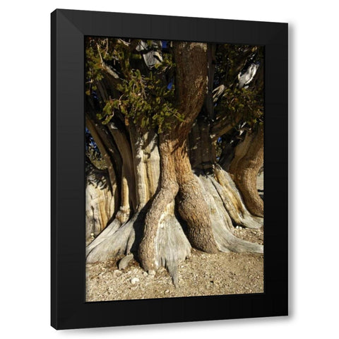 CA, White Mts, The Patriarch bristlecone pine Black Modern Wood Framed Art Print with Double Matting by Kirkland, Dennis