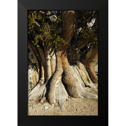 CA, White Mts, The Patriarch bristlecone pine Black Modern Wood Framed Art Print by Kirkland, Dennis
